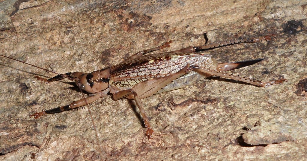 Ancistrocercus