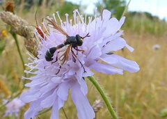 Physocephala rufipes