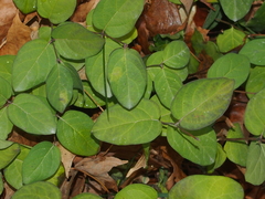 Caprifoliaceae