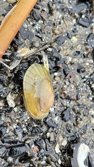 Lampsilis siliquoidea