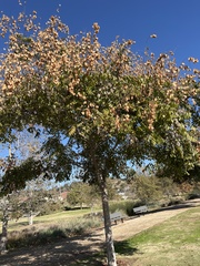 Koelreuteria bipinnata