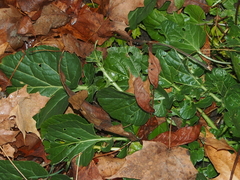 Barbarea vulgaris