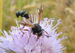 Physocephala rufipes