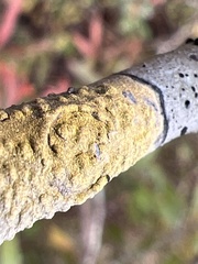 Pertusaria texana