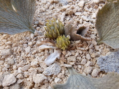 Ranunculus paucifolius