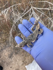 Aspidoscelis tesselatus