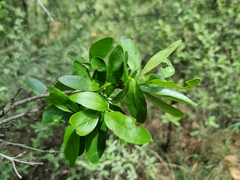 Canthium suberosum