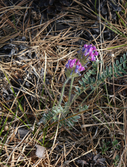 Oxytropis strobilacea
