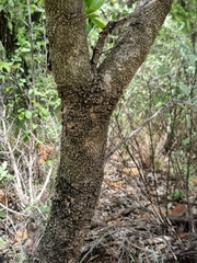 Canthium suberosum
