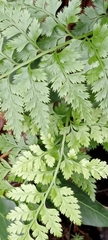 Asplenium adiantum-nigrum