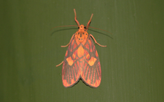 Ammatho cuneonotatus