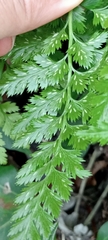 Asplenium adiantum-nigrum