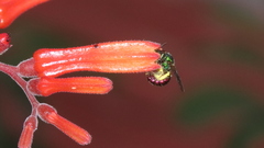 Ceratina eximia