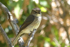 Muscicapa adusta