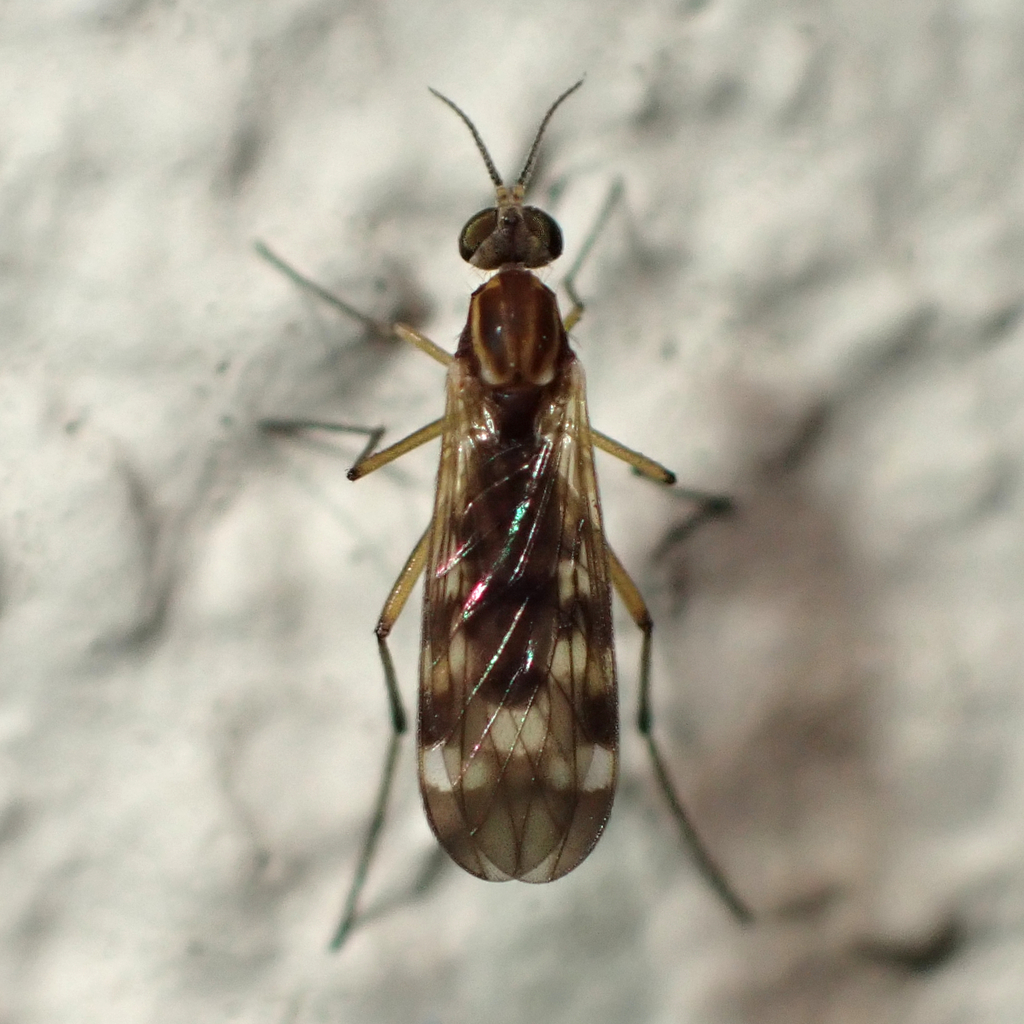 Outhouse Fly
