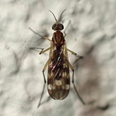 Sylvicola notatus