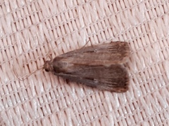 Tathorhynchus exsiccata