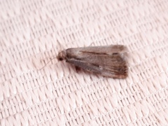 Tathorhynchus exsiccata