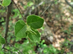 Afrocanthium gilfillanii