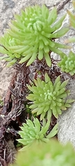 Petrosedum forsterianum