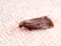 Tathorhynchus exsiccata