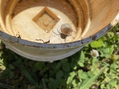 Latrodectus mactans