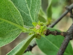 Afrocanthium gilfillanii