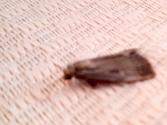Tathorhynchus exsiccata