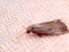 Tathorhynchus exsiccata