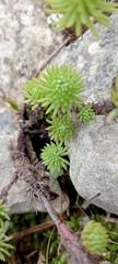 Petrosedum forsterianum