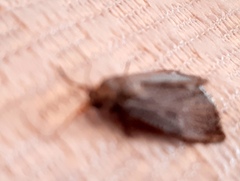 Tathorhynchus exsiccata