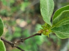 Afrocanthium gilfillanii