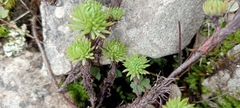 Petrosedum forsterianum