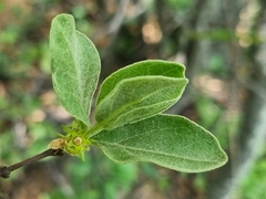Afrocanthium gilfillanii
