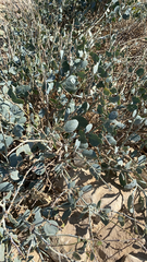 Atriplex portulacoides