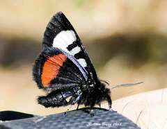 Psychomorpha epimenis