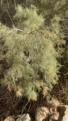 Tamarix aphylla