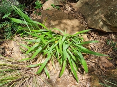 Setaria megaphylla