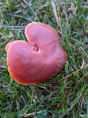 Hygrocybe splendidissima
