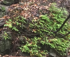 Polypodium californicum