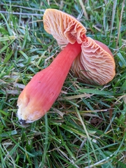 Hygrocybe splendidissima