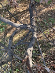 Prunus ilicifolia