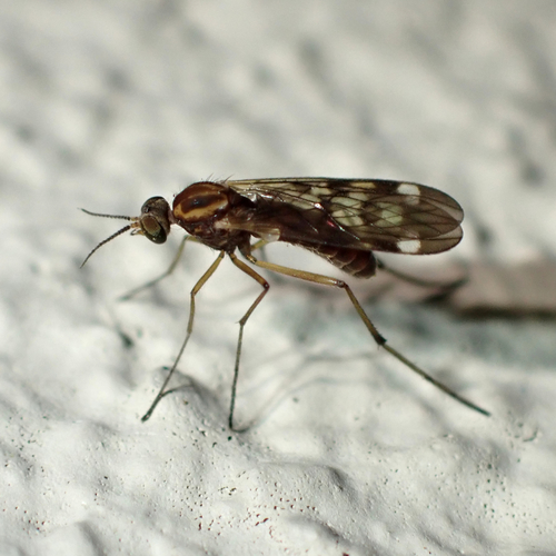 Outhouse Fly photo 3
