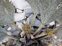 Ranunculus paucifolius