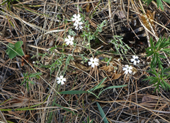 Silene linnaeana