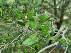 Olea capensis enervis