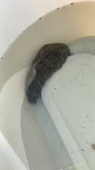 Dolabella auricularia