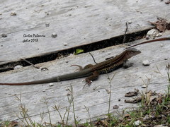 Aspidoscelis angusticeps