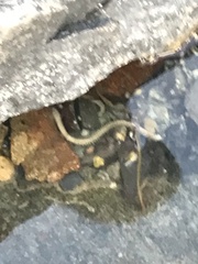 Glycera americana