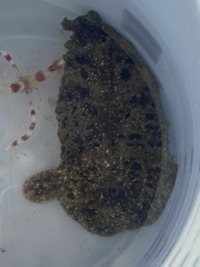 Dolabella auricularia